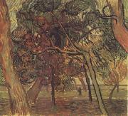 Vincent Van Gogh Study of Pine Trees (nn04) china oil painting artist